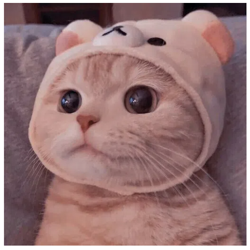 猫猫云logo